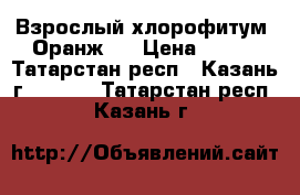Взрослый хлорофитум “Оранж“. › Цена ­ 180 - Татарстан респ., Казань г.  »    . Татарстан респ.,Казань г.